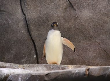 google link spam update penguin 2021